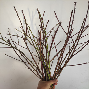 桃花干枝插花装饰干花图片