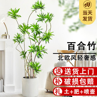 百合竹真绿植室内客厅盆栽大型植物老桩金心好养活北欧风落地盆景