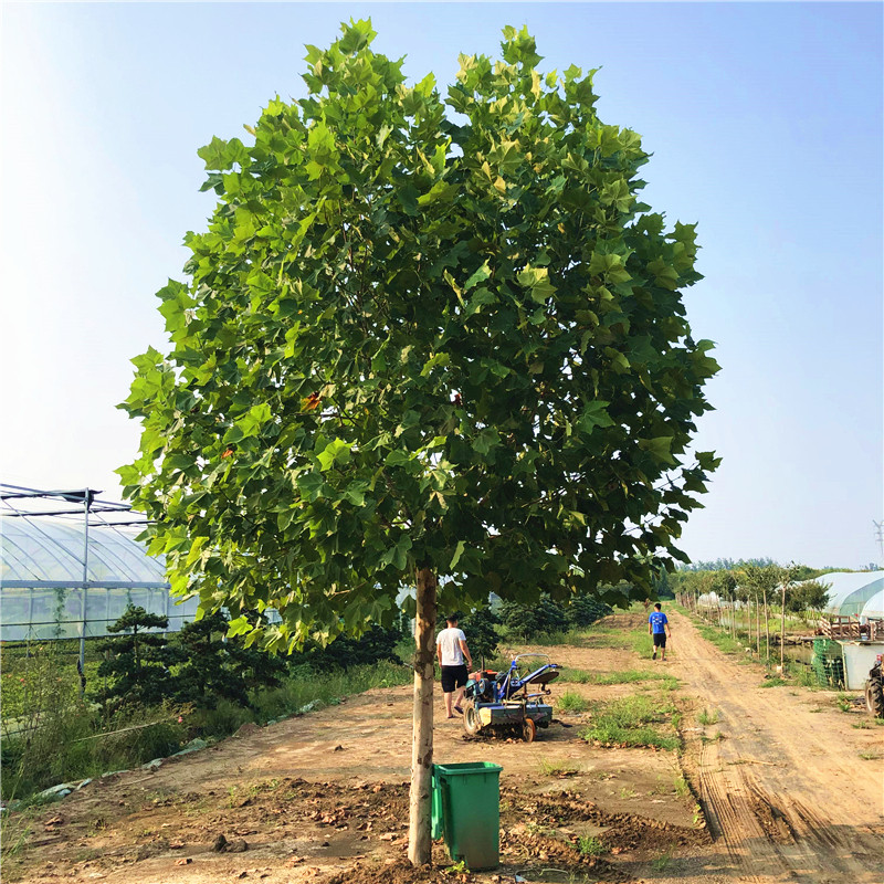 法国梧桐树苗价格(法国梧桐树苗价格及图片)