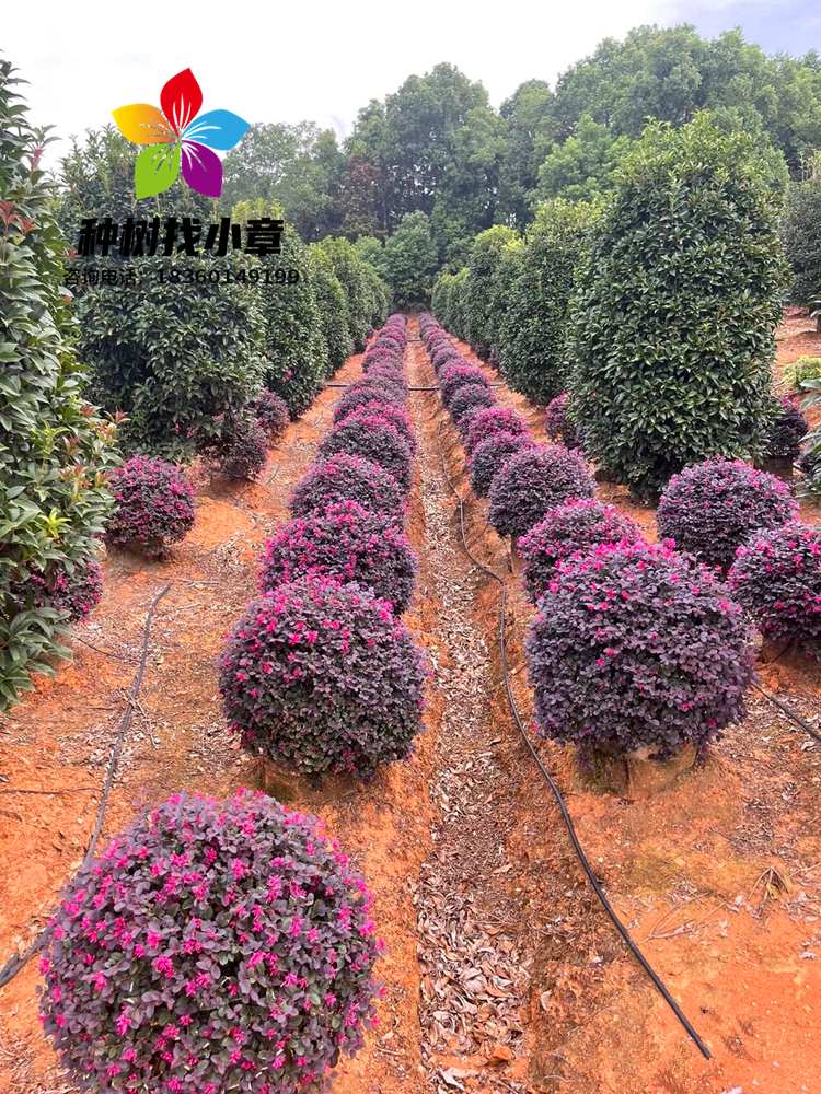 红花继木球树苗别墅庭院四季常青绿篱笆彩叶色块绿化植物红花檵木