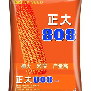 正大808 杂交玉米种子高产抗病粒深粮饲兼用大田种植春夏播种玉米