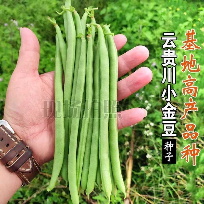 小金无筋豆仁甜种子豆脆青豌豆种籽春四季豆蔬菜孑农用豆角籽种孑