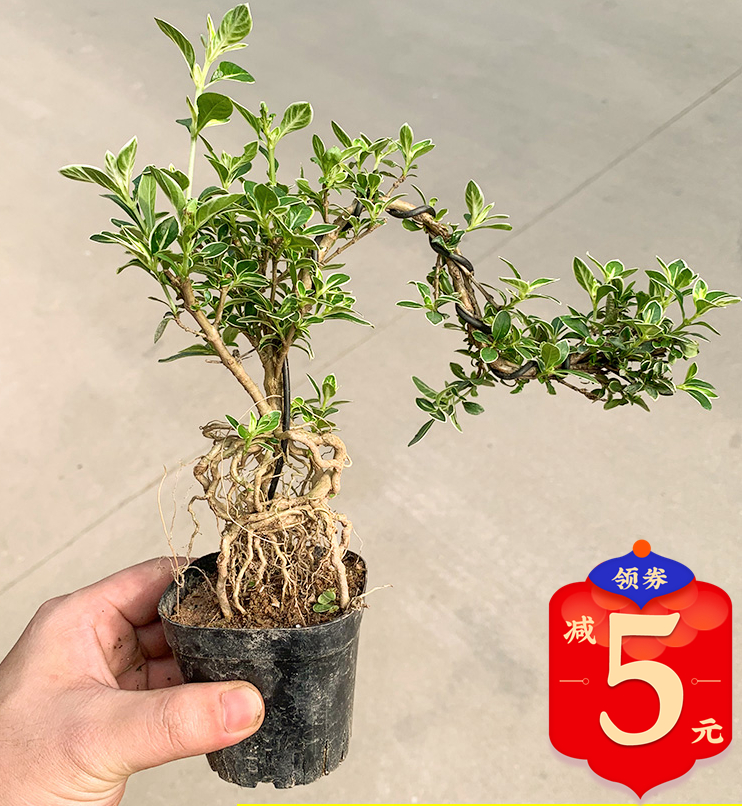六月雪盆栽老庄提根造型盆景花卉四季金边六月雪盆景植物室内易活
