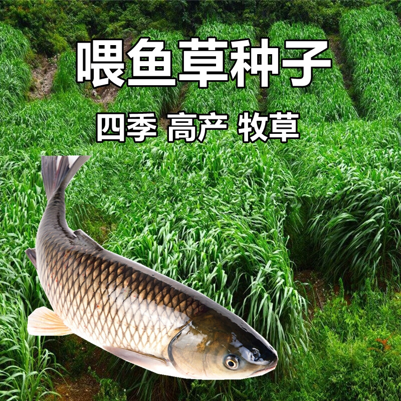 鱼草种籽四季喂鱼吃黑麦草多年专用草养鱼的生牧草种子四季常青仔