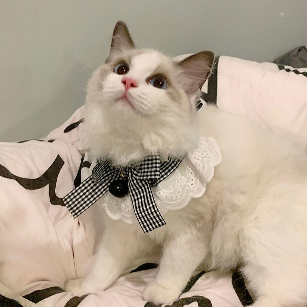 猫咪狗狗口水巾小中型大型犬围脖围巾可爱英伦风蝴蝶结宠物猫饰品