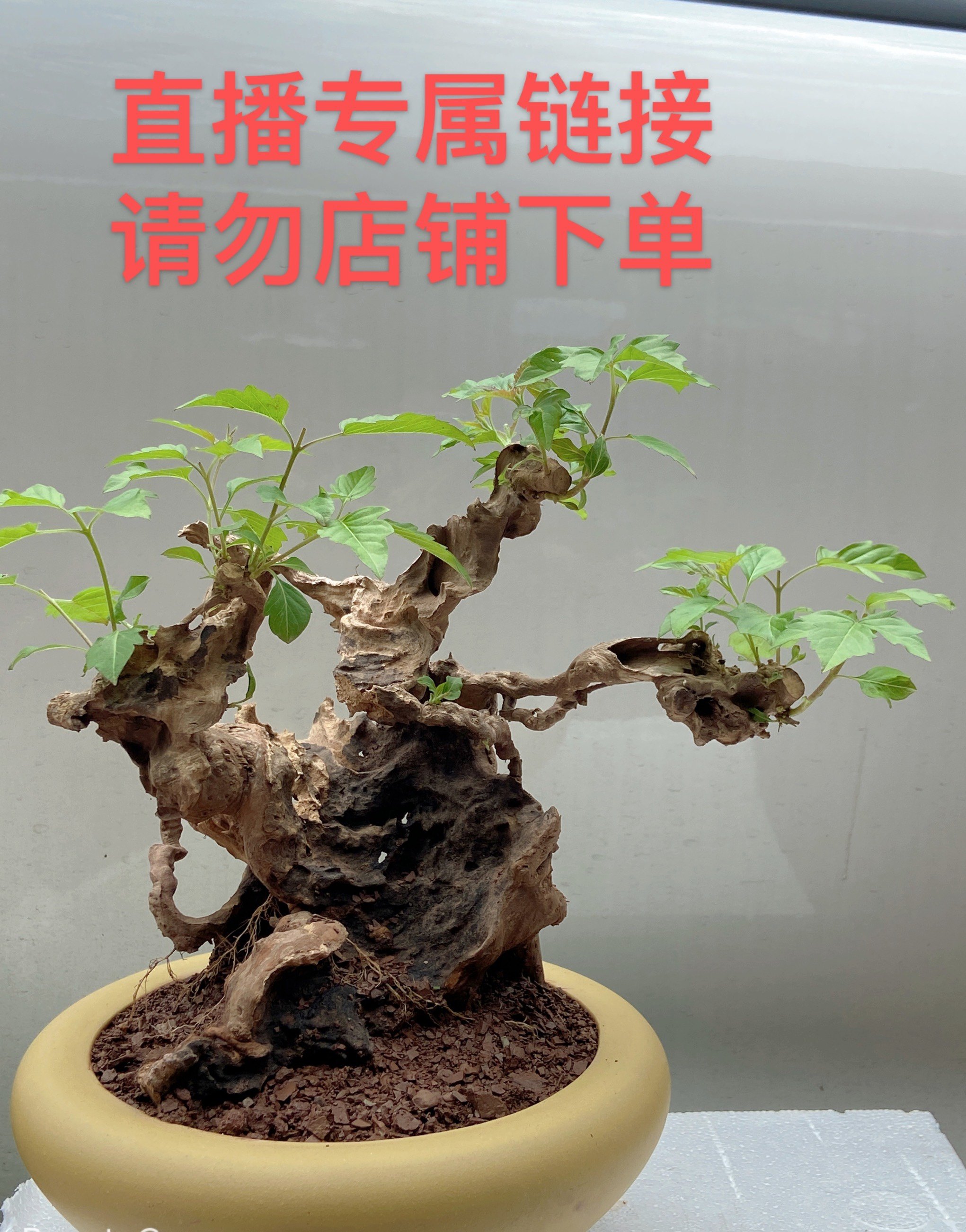 黄荆老桩植物绿植树桩盆景老桩花卉盆栽室内阳台