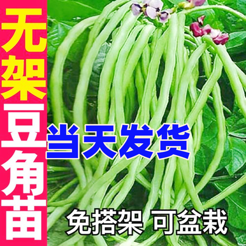 带土带根四季豆角苗爬架长豆角豇豆有架春季蔬菜阳台庭院盆栽秧苗