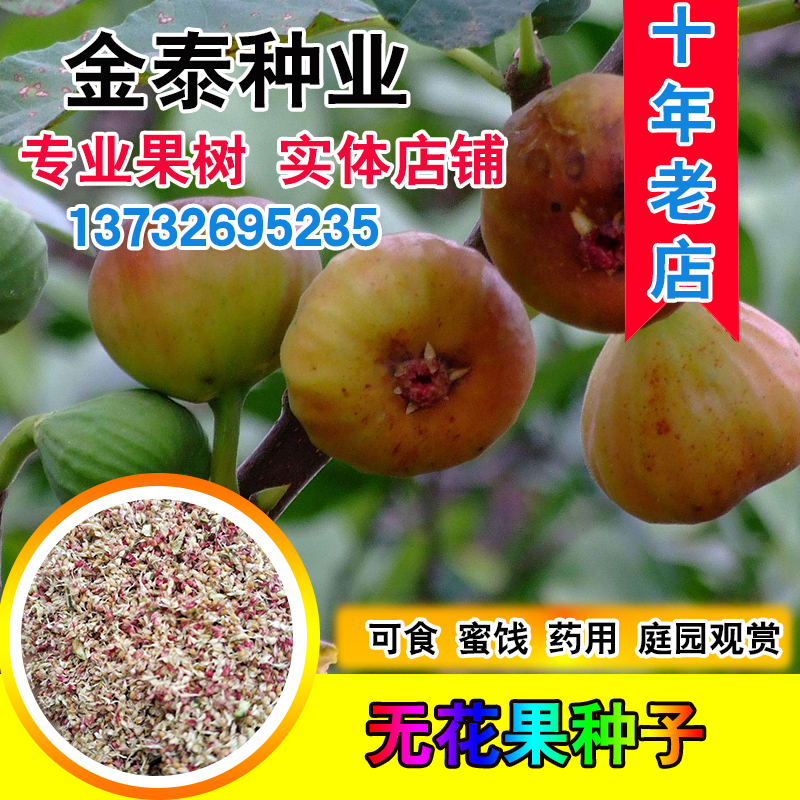 无花果种子四季庭院蜜饯播种观赏蜜果奶浆果文仙果树苗果树种子籽