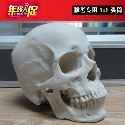 1:1树脂骷髅头绘画 人头骨艺用人体肌肉骨骼解剖头骨模型美术现货
