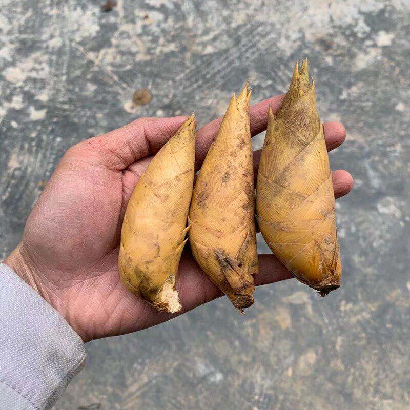 贵州冬笋新鲜小笋5斤装现挖野生竹笋鲜竹笋当季农家蔬果黄泥拱10