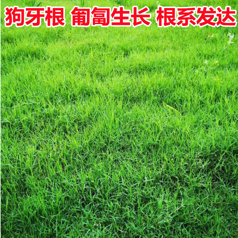 狗牙根种子草坪草籽四季免修剪庭院护坡固土巴根草耐热耐旱草籽种