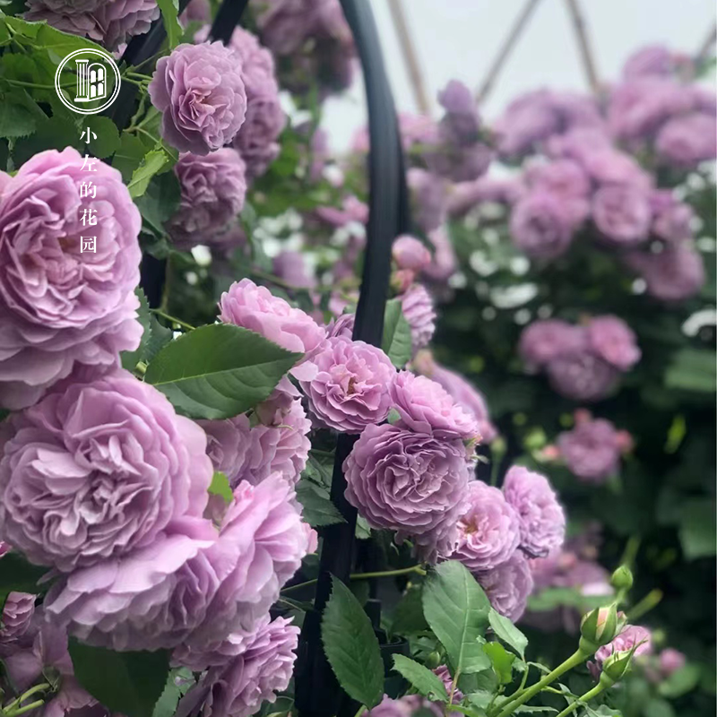 薰衣草花环阳台无刺爬藤蔷薇月季花苗庭院爬墙玫瑰苗四季花卉绿植
