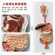 人体消化系统模型胃剖冠状剖面肛肠科肠道鼻咽喉结构解剖医学教具