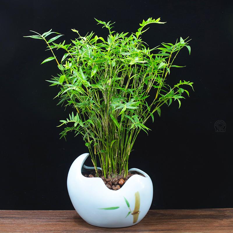 适合室内养的竹子米竹苗盆栽凤尾竹盆景庭院竹子室内植物客厅—绿植