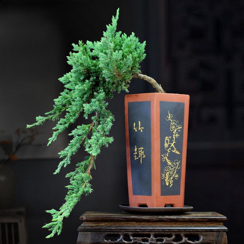 高档新西兰地柏盆景植物老桩室内悬崖式造型珍珠柏迎客松真树绿植