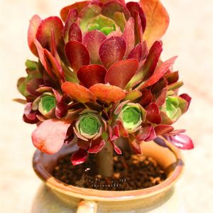 新版韶羞多肉植物多头老桩玫瑰法师d手捧花木质化造型庭院净化空