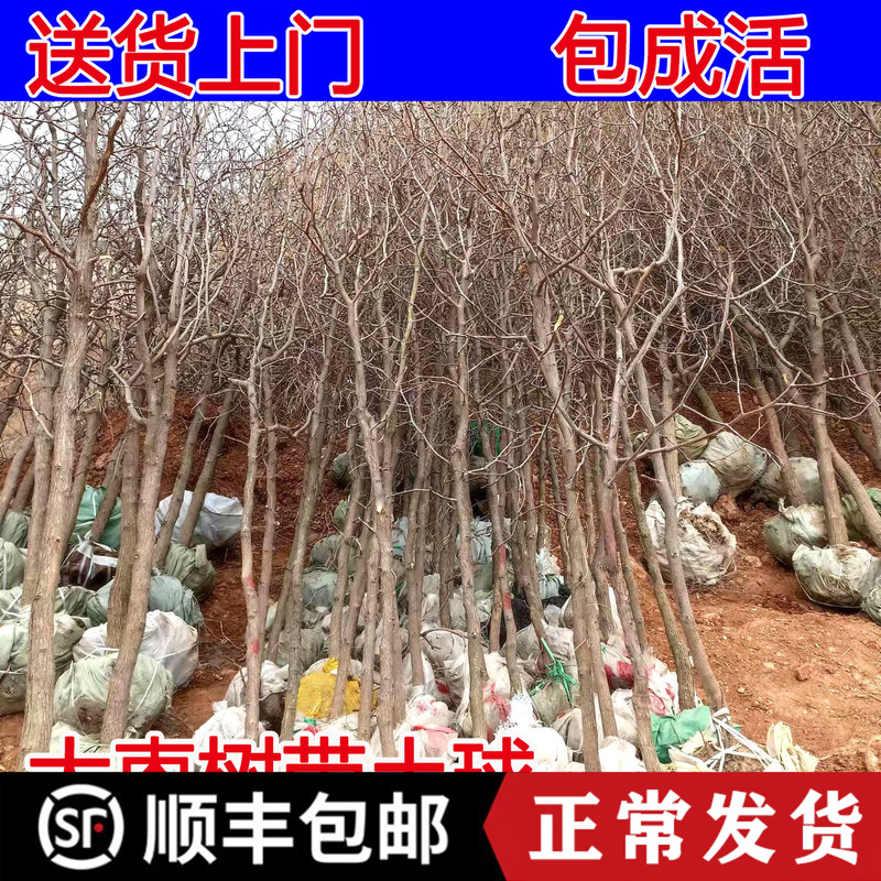 枣树活苗嫁接特大沾化冬枣冰糖金丝蟠枣南北方带土球种植庭院果树