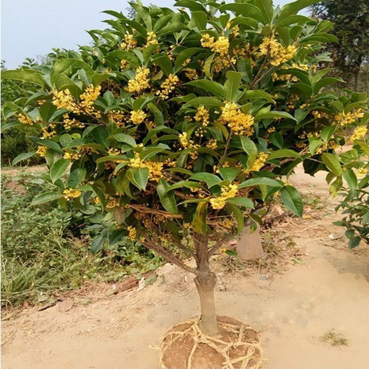 嫁接桂花树苗日香桂四季桂八月金桂沉香桂浓香型绿植花卉盆栽银桂