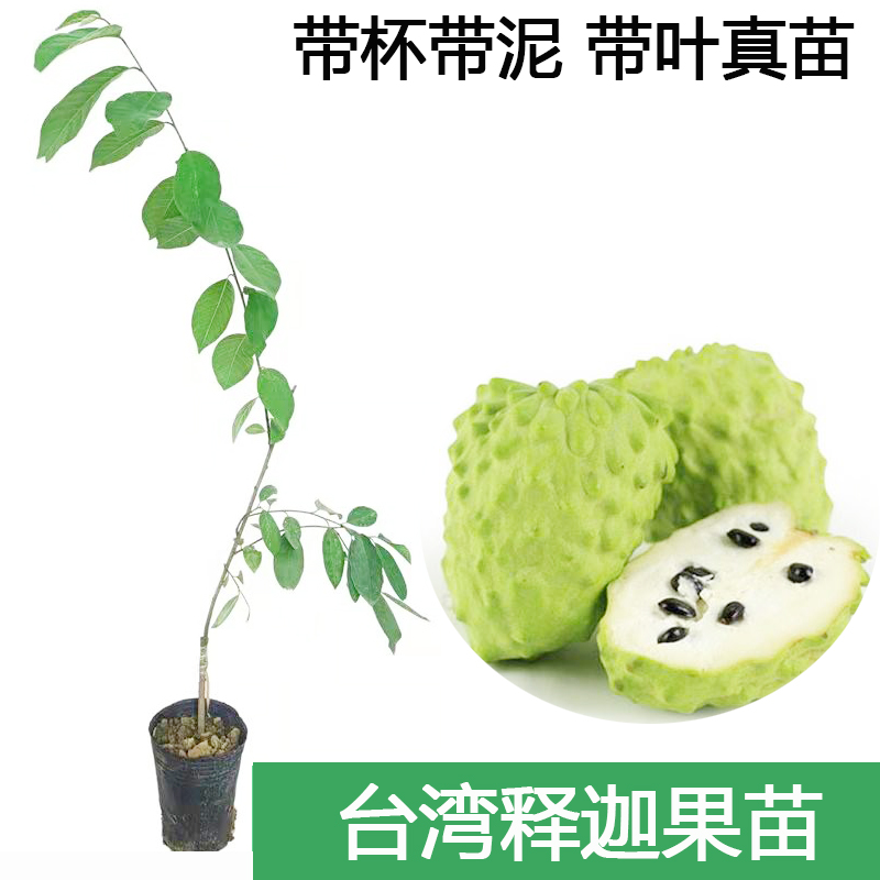 释迦果苗嫁接台湾凤梨番荔枝佛陀果苗南方种植正宗释迦树苗盆地栽