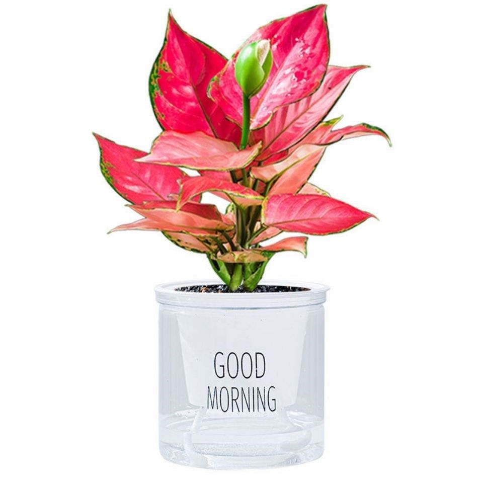 竹芋如意皇后吉利红孔雀竹芋好养室内观叶绿植吸甲醛净化空气