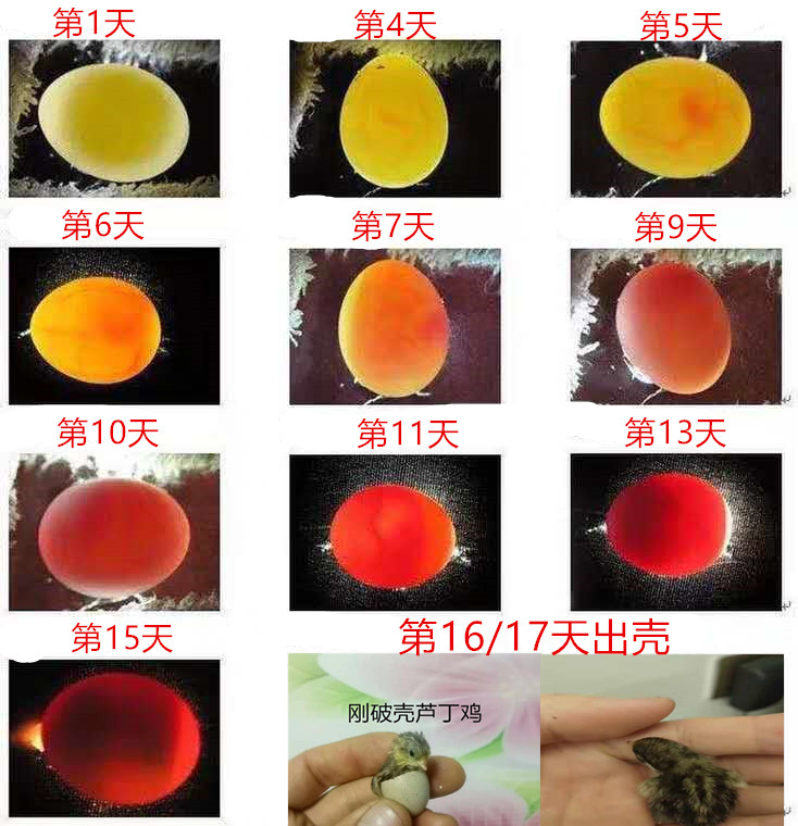 特价鹌鹑蛋受精种蛋_鹌鹑种蛋 白沙维受精蛋 鹌鹑蛋受精种蛋可孵化小