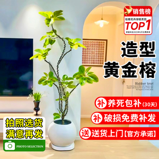 黄金榕客厅大型绿植花叶橡皮树大盆栽室内落地观叶植物富贵榕盆景