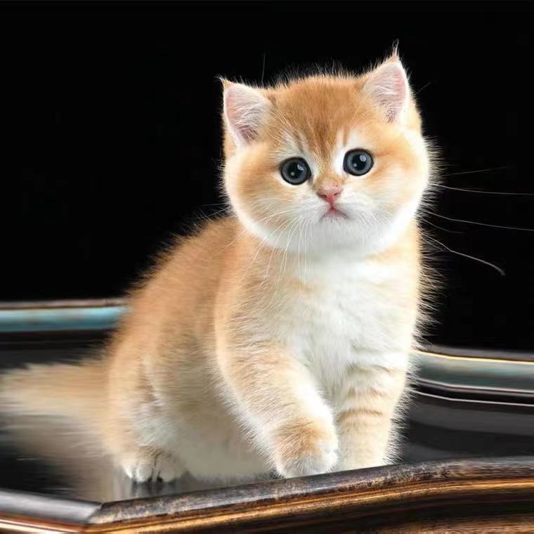 无偿领养金渐层短腿猫活物宠物猫咪