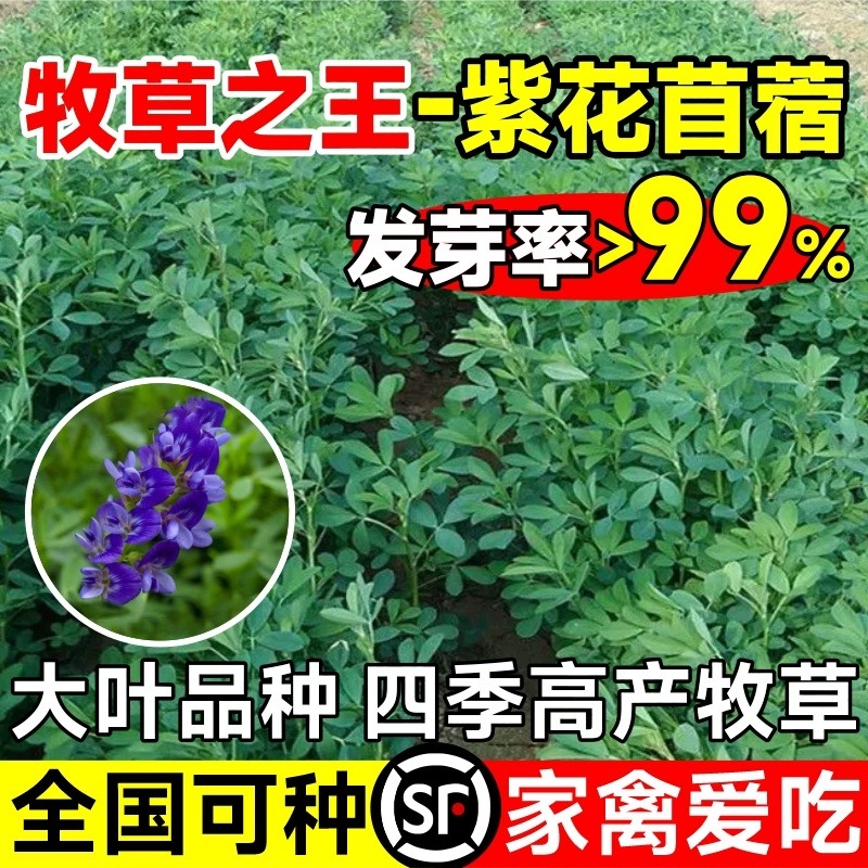 紫花苜蓿草种籽多年生牧草种子四季养