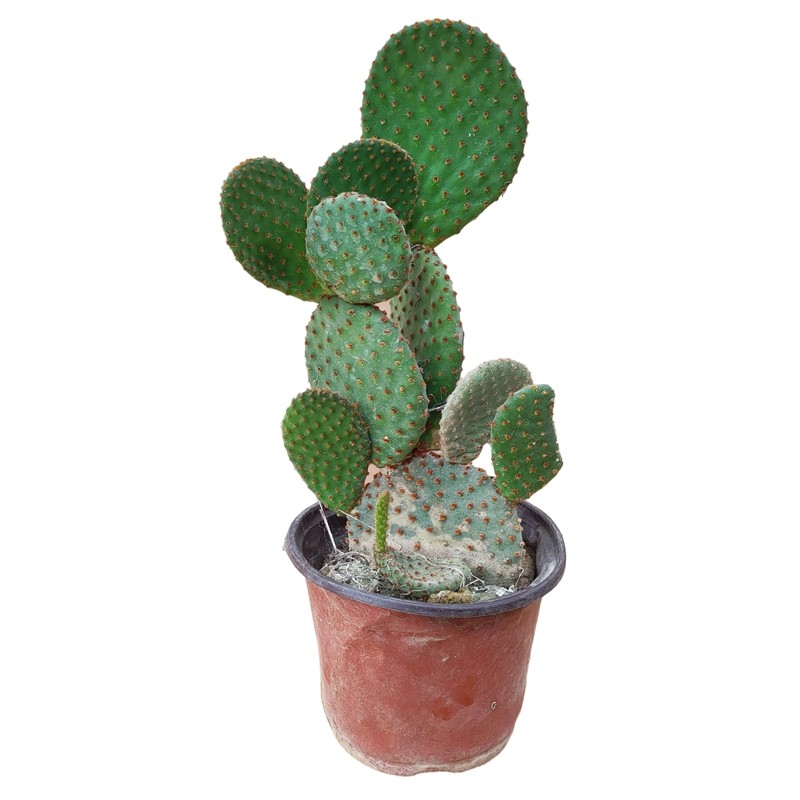 高档红毛掌植物仙人掌植绿科盆栽窗台e客厅办公桌面防季射四辐ins