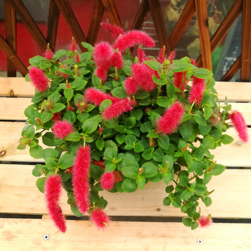 岁岁红吊兰盆栽大苗o带花发货红樱吊兰垂吊吊兰阳台花卉绿植盆栽