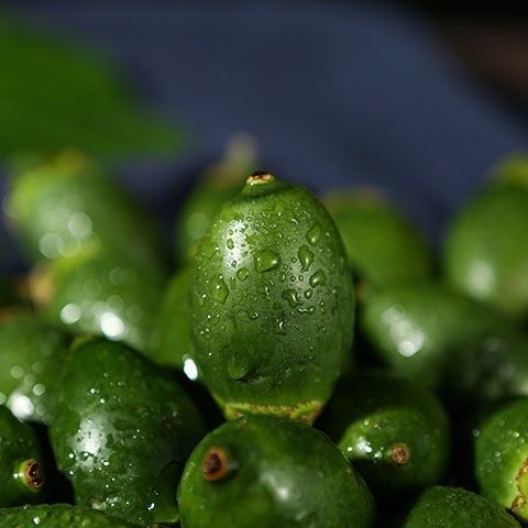 槟榔青果生槟榔槟榔生果海南陵水生冰榔青槟榔新店大促