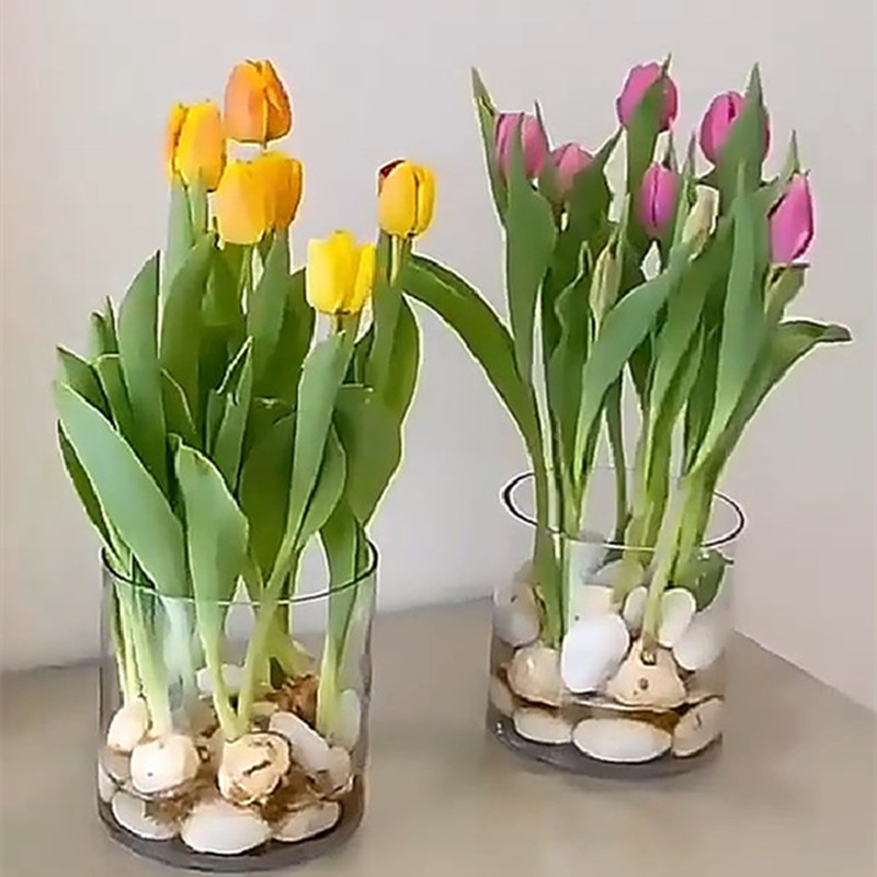 5颗郁金香水培盆栽荷兰进口重瓣大种球四季开花好活土养阳台花种