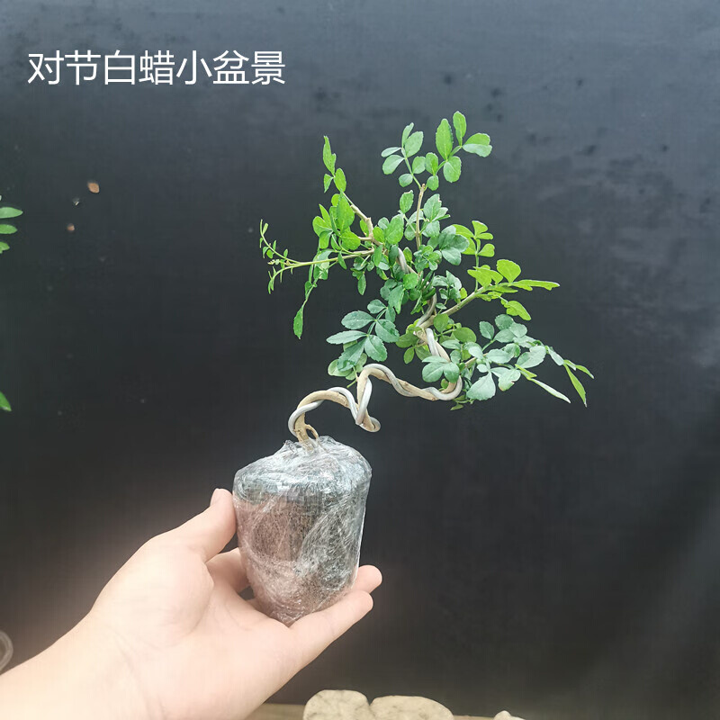 茗羽珺玥对节白蜡小盆景带土老桩黄杨红枫台室盆景悬崖不含盆悬崖