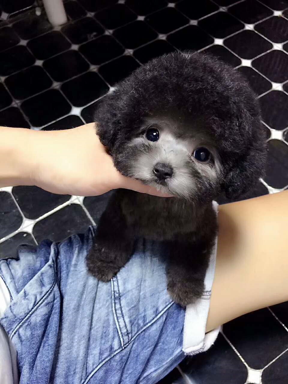 泰迪活体幼犬纯种