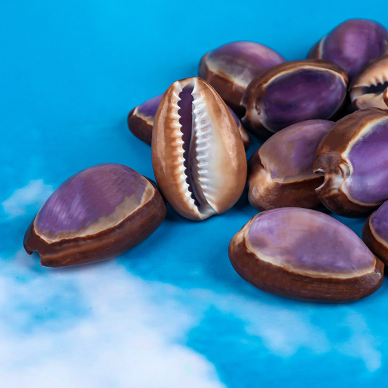 紫盖宝螺天然小海螺贝壳家居摆件标本收藏装饰 儿童手工diy工艺品