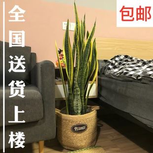 金边虎皮兰北欧室内植物虎尾兰白玉客厅吸甲醛大型花卉苗四季常青