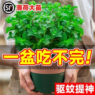 驱蚊草植物室外驱蚊子室内盆栽薄荷四季绿植驱蚊虫的阳台庭院客厅