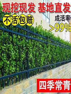 围墙篱笆植物大叶北海道黄杨苗冬青树苗四季常青耐寒庭院绿篱树苗