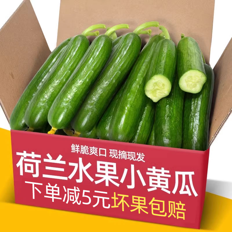 正宗荷兰水果黄瓜新鲜小黄瓜5斤现摘