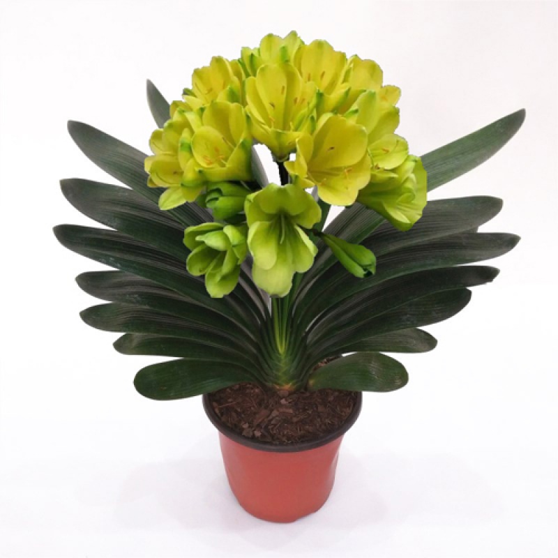 热销草本植物花卉四季常青