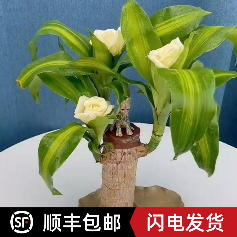 巴西木格鲁特水养幸运木可开花室内水培植物办公桌面花卉盆栽绿植