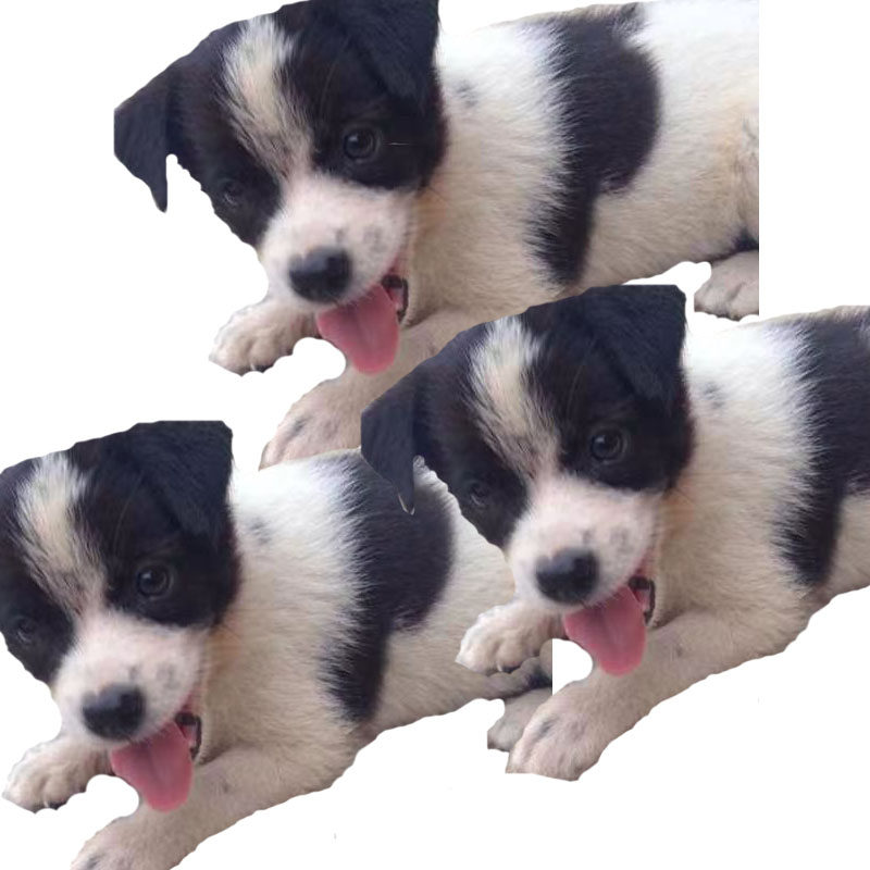 串串狗小花狗黑白色可爱不咬人好养不挑食狗杂交混血吉娃娃田园犬