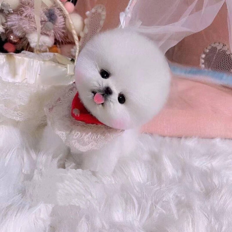 泰迪小狗真狗小型_茶杯犬纯种博美幼犬小型小狗泰迪迷你比熊犬真狗狗