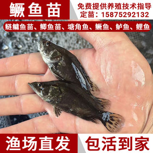 鳜鱼苗桂花鱼苗淡水养殖食用大眼鲑翘嘴贵鱼苗班鳜季花鱼石斑鱼苗