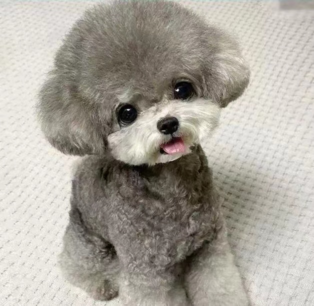 贵宾犬幼犬灰色泰迪活体红棕白色黑色咖啡色泰迪玩具体茶杯犬狗狗