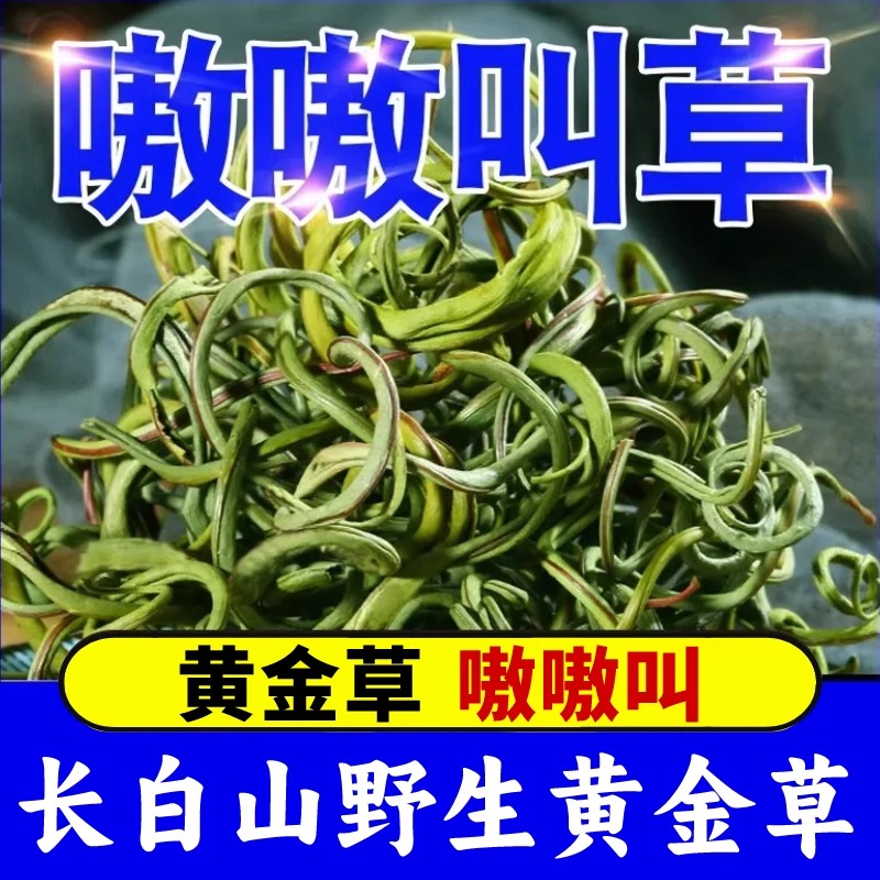 黄金草嗷嗷叫东北长白山正品肾精茶泡水喝野生肾精草化石草肾经草