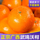 广西武鸣沃柑新鲜10斤正宗水果当季整箱大果橘子礼盒装甜蜜桔贡柑