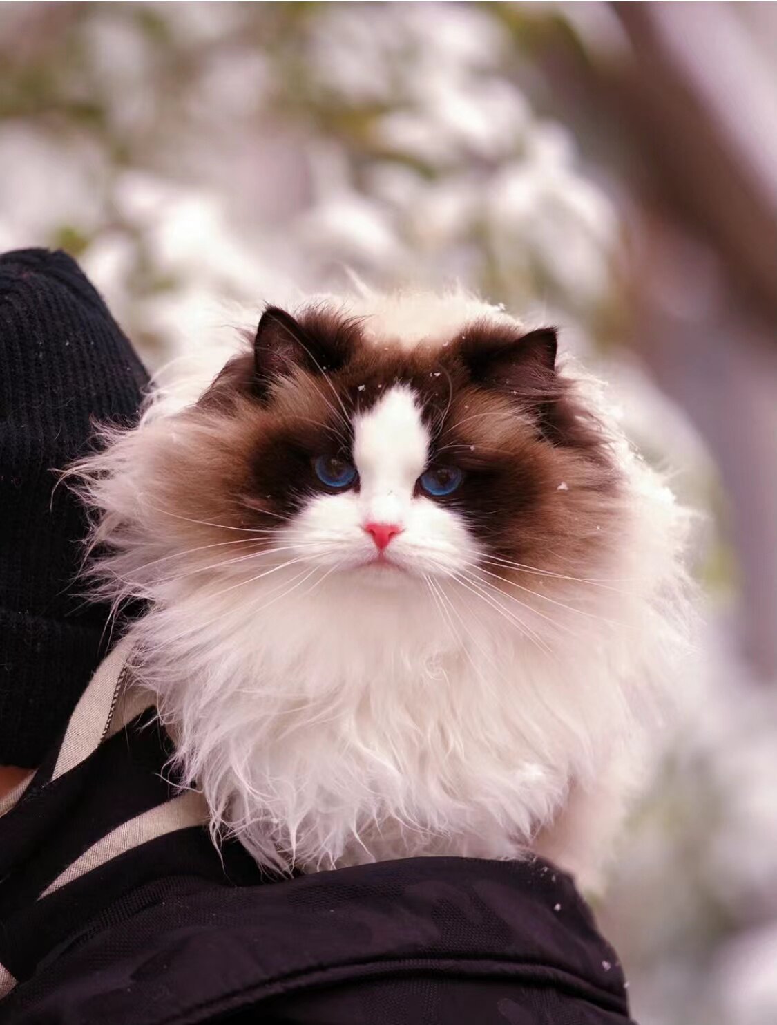 布偶猫幼猫活体纯种长毛蓝双重点布偶血统猫幼崽小猫咪宠物活物猫