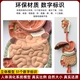 人体消化道胃冠状剖面肛肠科肠道鼻咽喉系统结构解剖模型医学教具