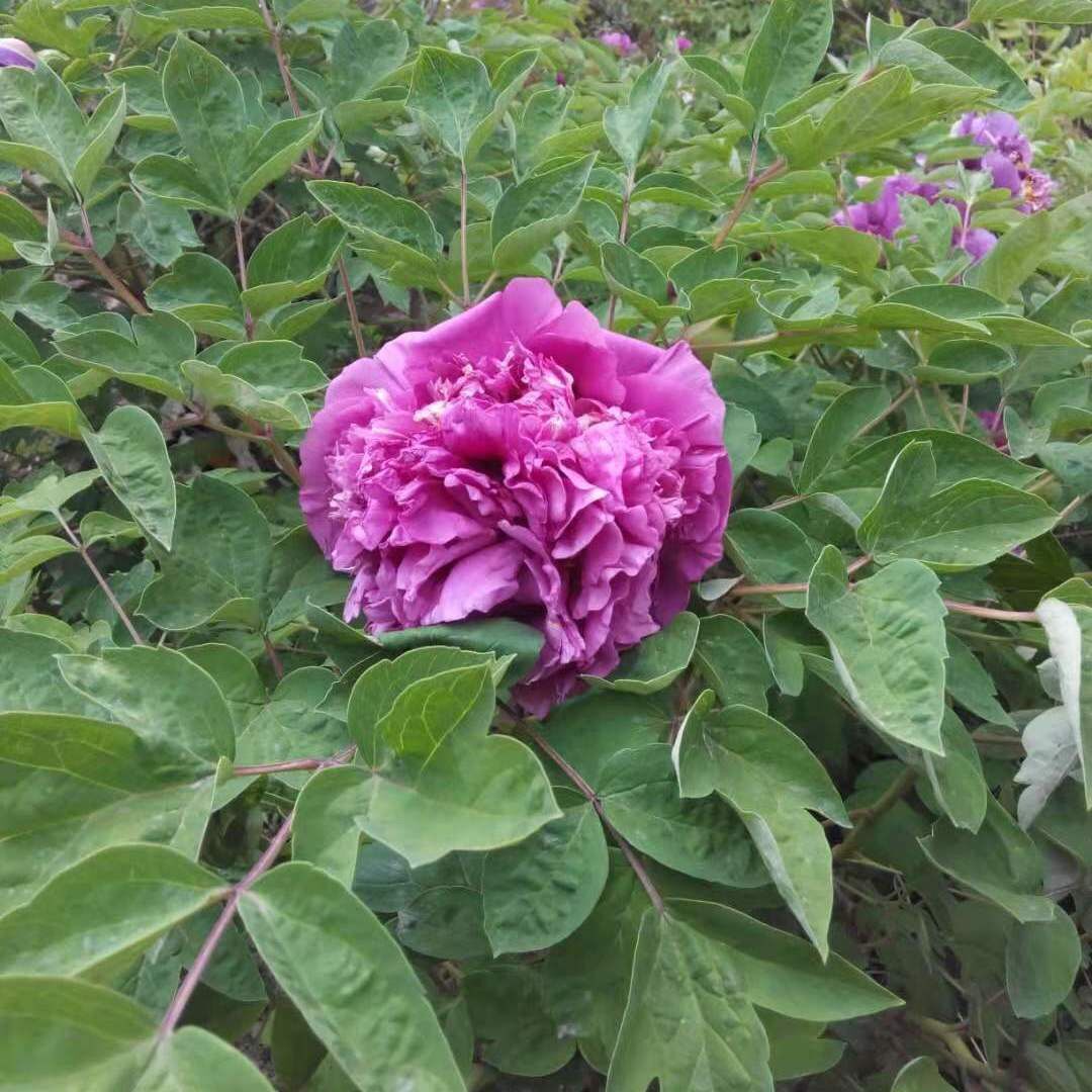 紫斑牡丹苗纯正甘肃假一赔十树苗木花观赏油用秋季栽量大室内外种